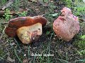 Rubroboletus legaliae-amf293-1